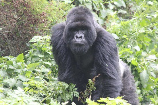Virunga National Park